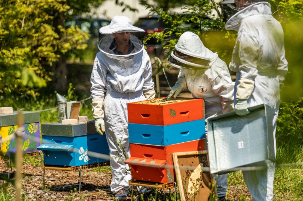 atmbees les salariés d'ATMB font leur miel avec 4 ruches