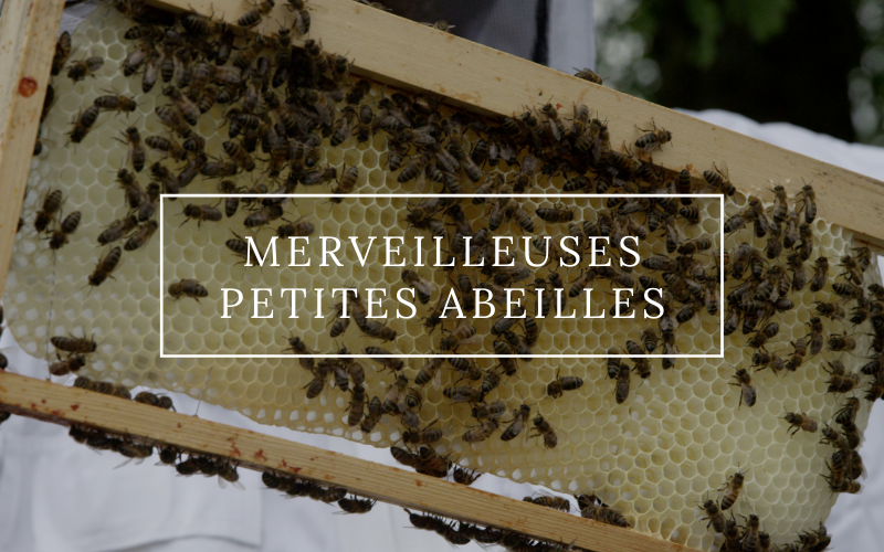 Image pour Merveilleuses petites abeilles