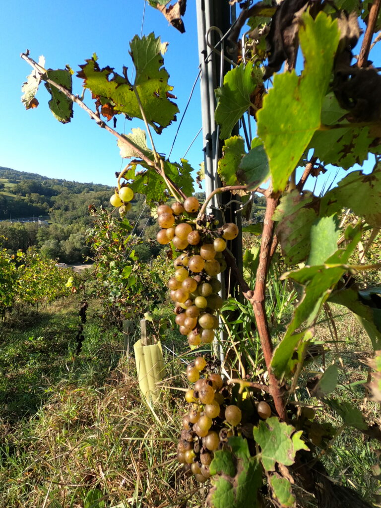 Grappe de raisin blanc avant les vendanges à Frangy 