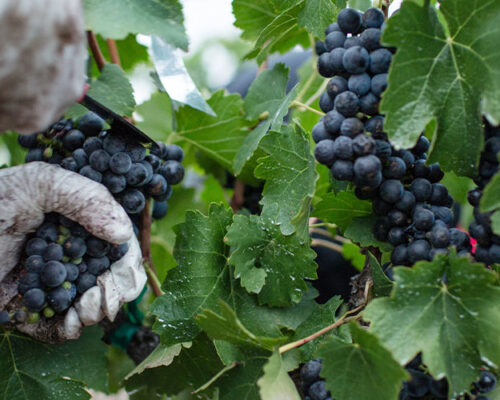 Vendanges et œnologie à Frangy