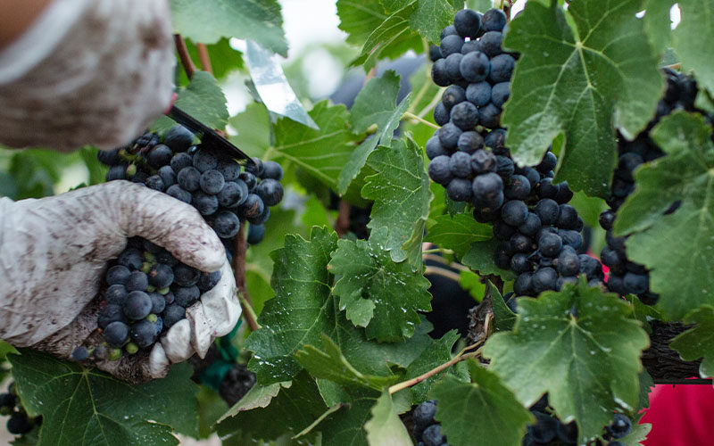 Image pour Vendanges et œnologie à Frangy