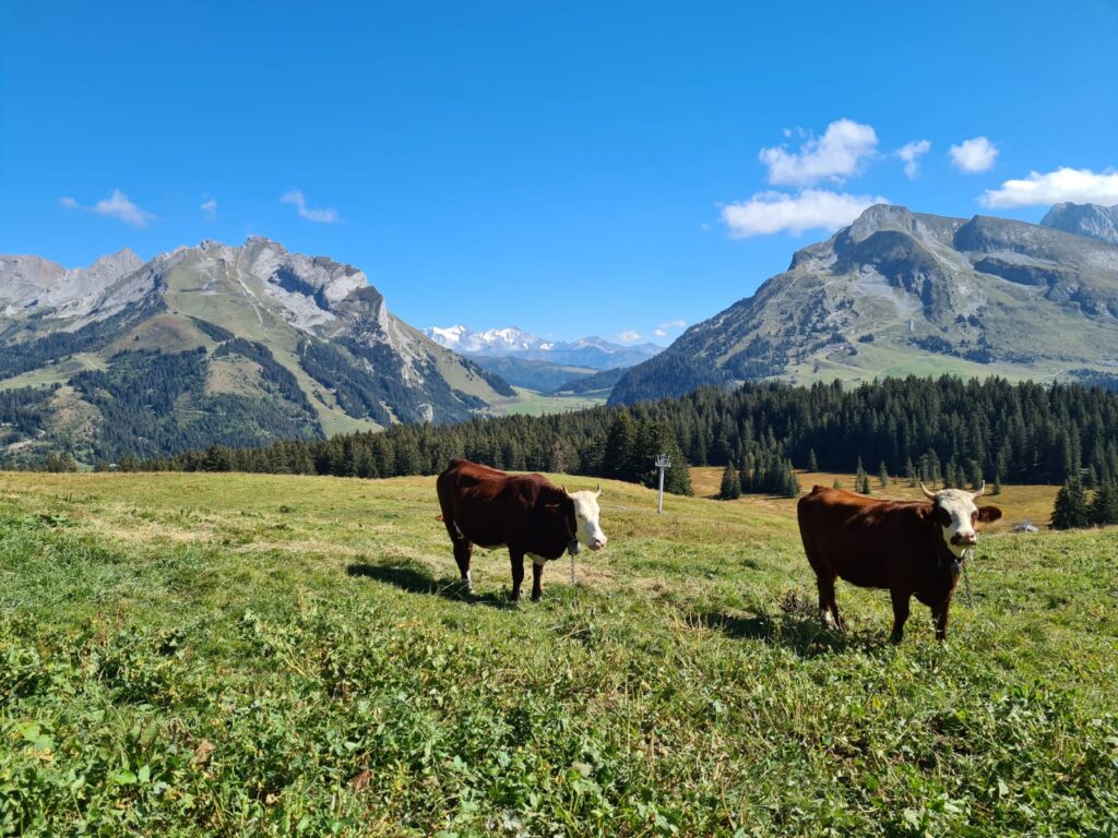 Vaches d'abondance marron et blanches dans un pré