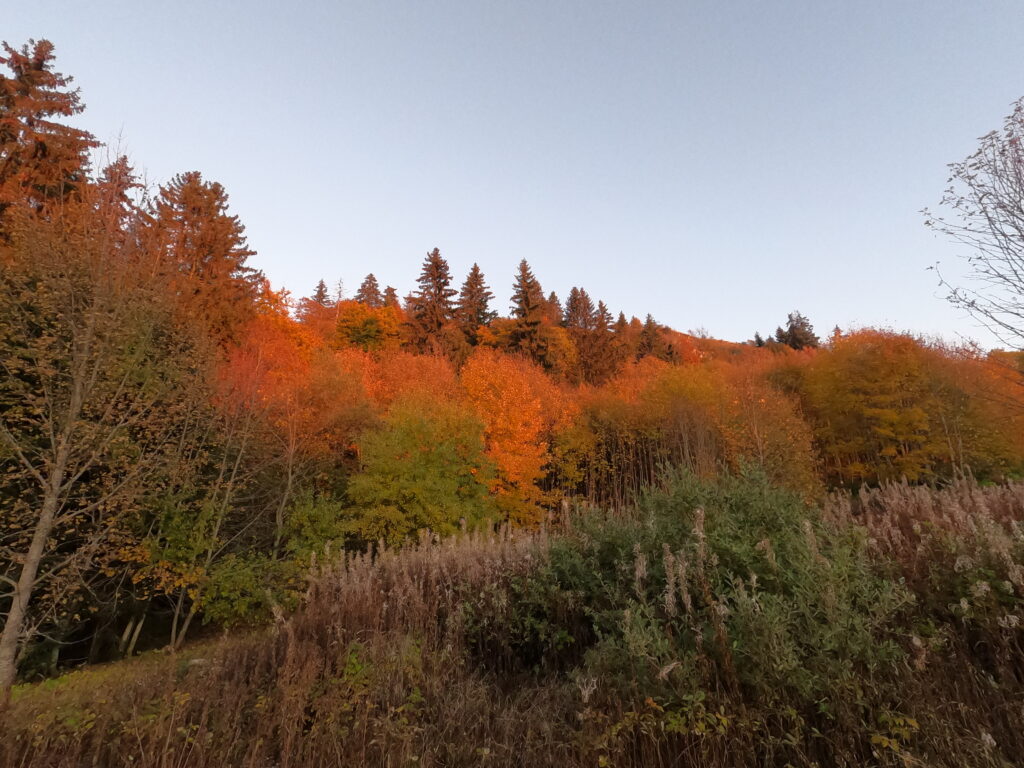 forêt au coucher du soleil