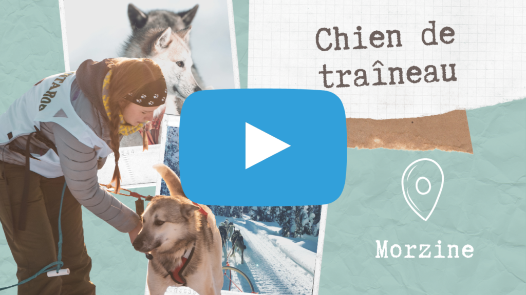 Vignette de la vidéo Chiens de traineau à Morzine