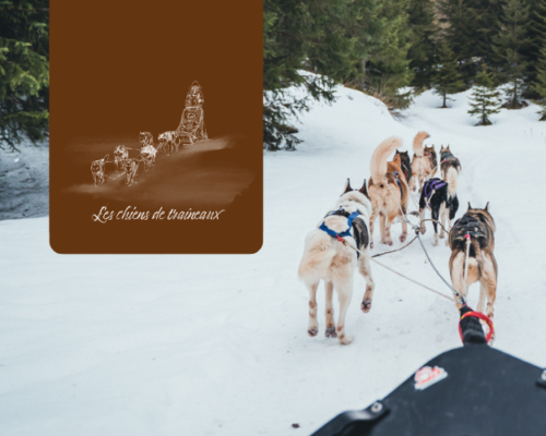 Chiens de traineau à Chamonix