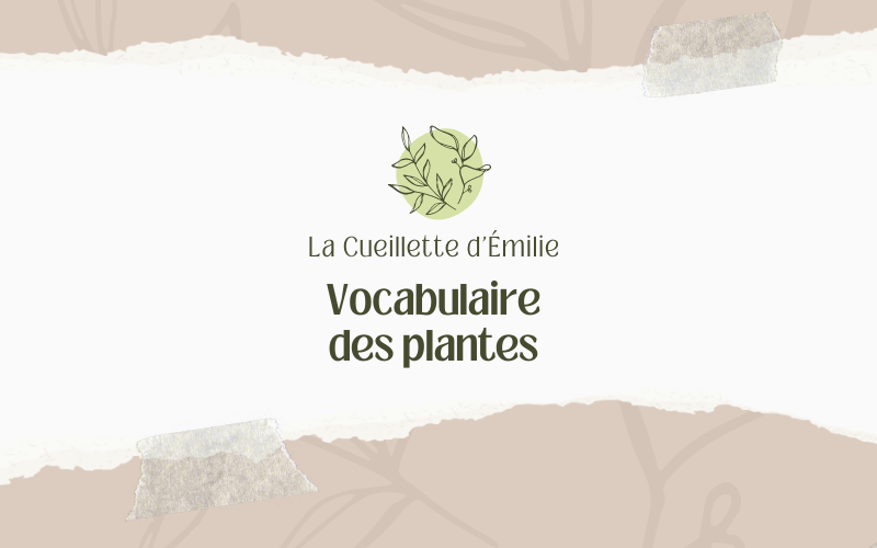 Image pour Lexique des plantes