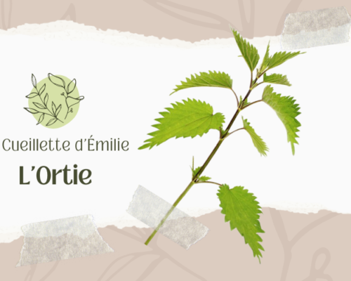 L&rsquo;ortie
