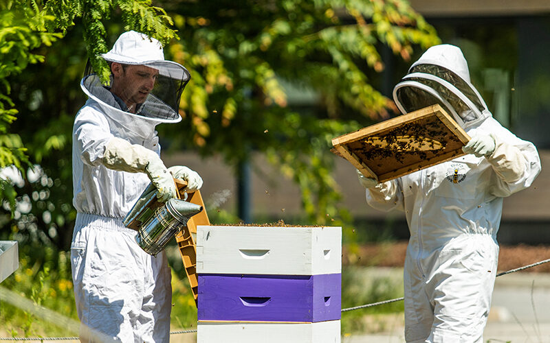 Image pour Apiculture à Bonneville