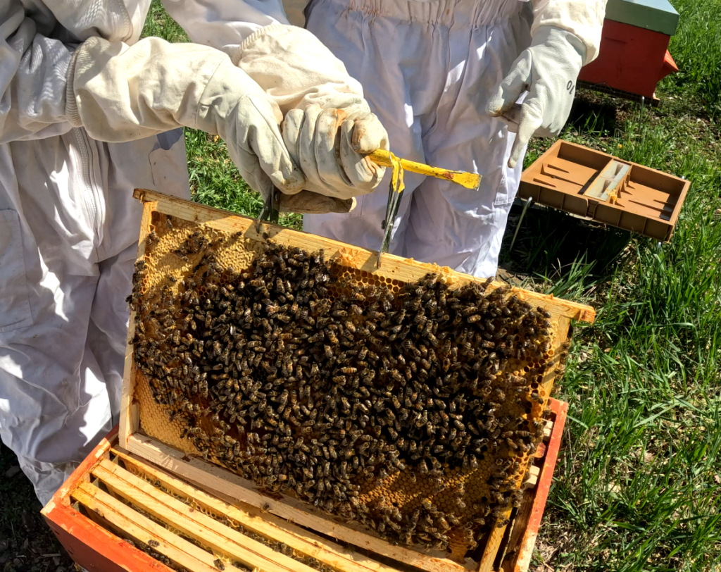 Cadre apiculture ©ATMB