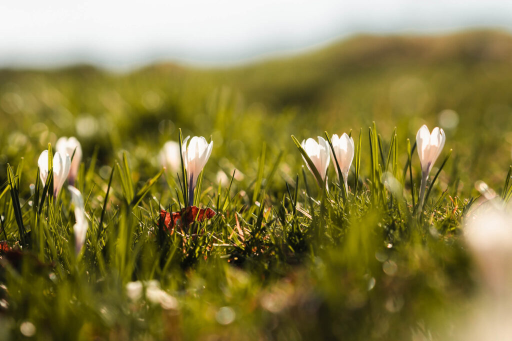 Printemps au Lac de Peyre