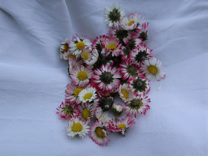 Les fleurs doivent être cueillies avec précaution. ©Isabelle Corbex / ATMB