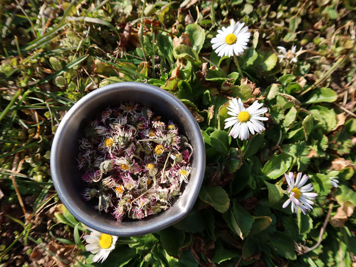 Les fleurs cueillies peuvent être ensuite séchées pour la conservation. ©Isabelle Corbex / ATMB