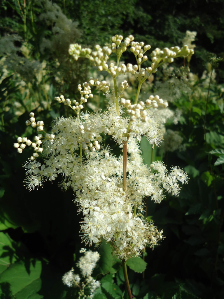 La reine-des-prés est une plante médicinale et aromatique. ©Isabelle Corbex & ATMB