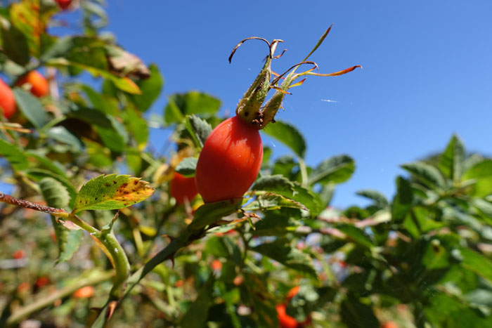 Le cynorrhodon est un faux fruit rouge vif, issu de la transformation du réceptacle de la fleur de l’églantier. ©Isabelle Corbex / ATMB