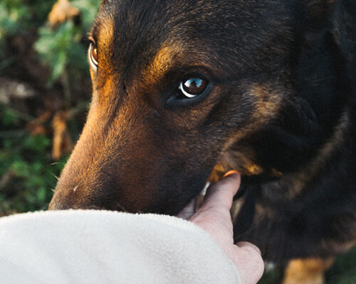 Balade avec son chien à Ayse