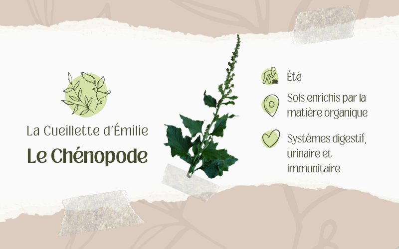 Image pour Le chénopode bon-henri