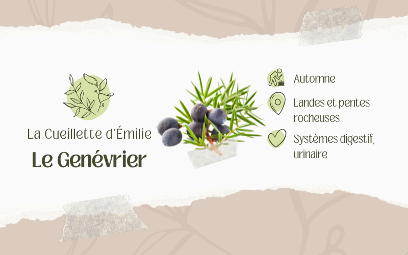 Image pour Le genévrier commun