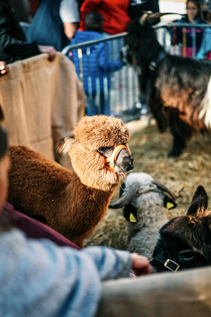 Foire de la Saint-Martin Ă Bonneville ATMB