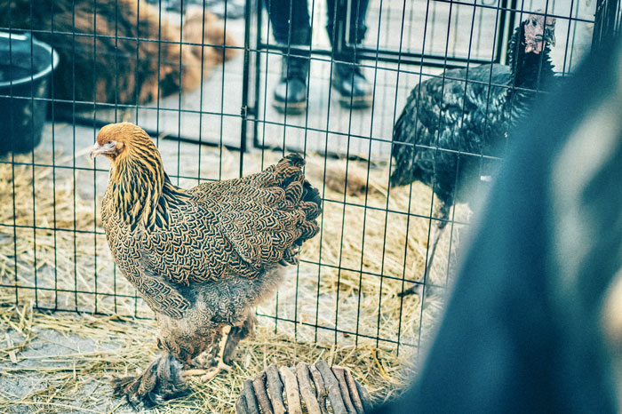 Foire de la Saint-Martin à Bonneville ATMB