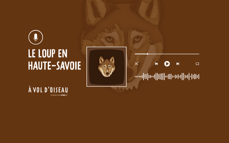 Image pour Le loup en Haute-Savoie