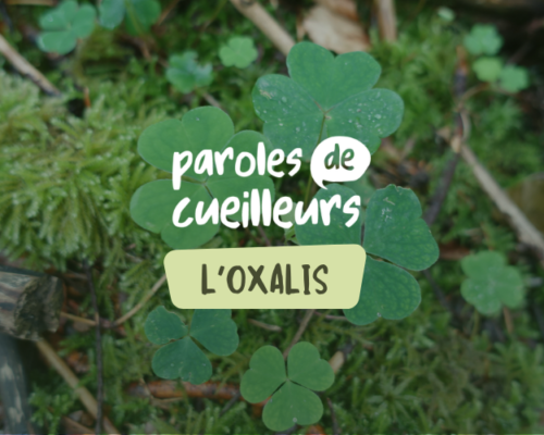 L&rsquo;oxalis
