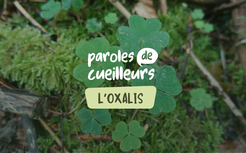 Image pour L&rsquo;oxalis