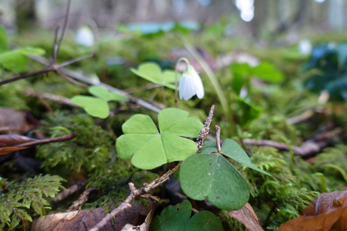 Les cueilleurs doivent identifier les milieux favorables à la présence de l’oxalis des bois, comme ici les sous-bois résineux et humides. ©Isabelle Corbex / ATMB