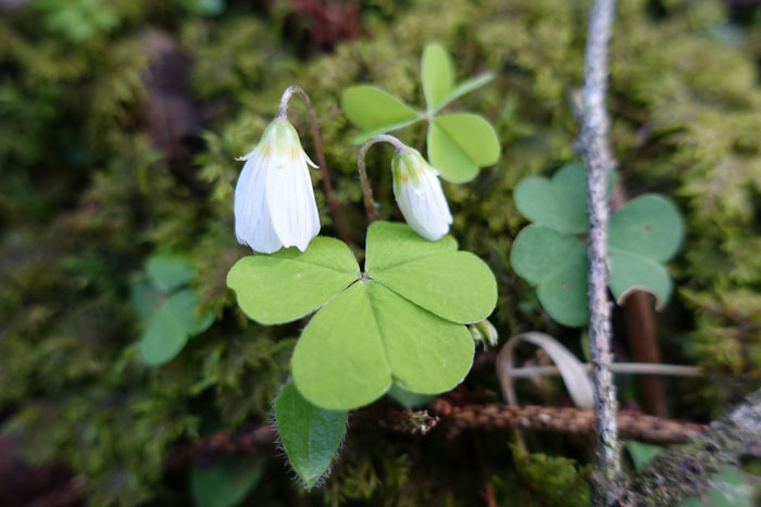 Les fleurs solitaires ont cinq pétales, blanches veinées. ©Isabelle Corbex / ATMB