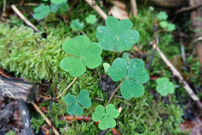 L’oxalis des bois est présent dans les sous-bois résineux et humides. ©Isabelle Corbex / ATMB