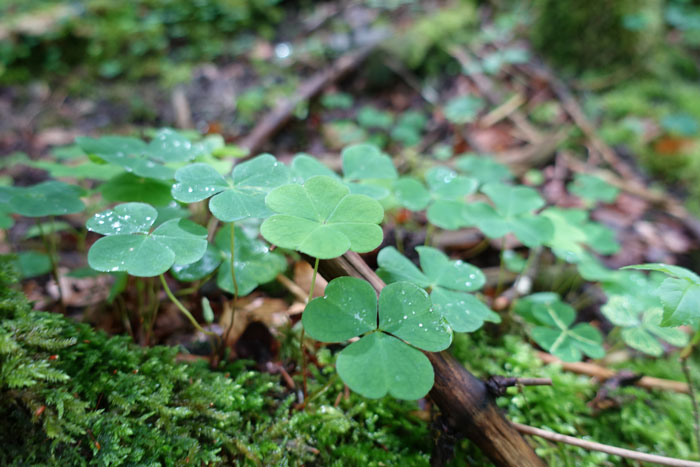 L’oxalis des bois, d’une hauteur entre 5 et 10 cm, se trouve au ras du sol. ©Isabelle Corbex / ATMB