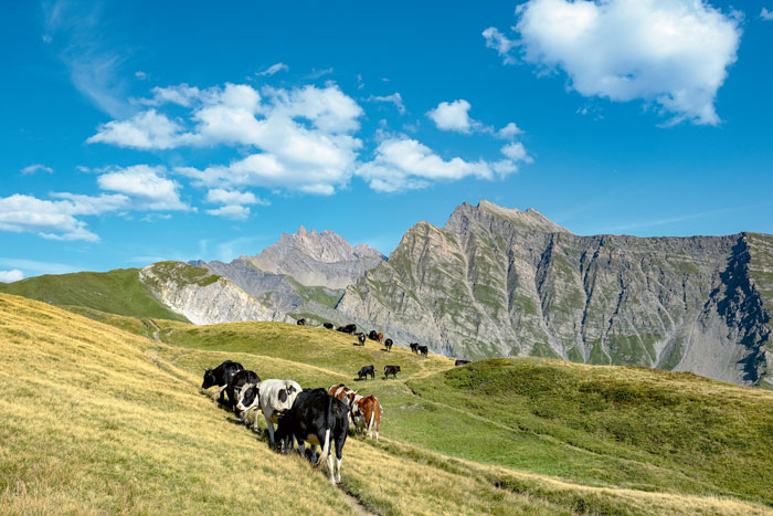 Au bonheur des vaches, vue sur la Grande Rochère depuis la montagne de la Saxe. Au premier plan, l’aiguille de hambave.