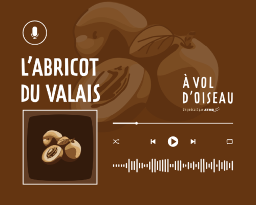 Les abricots du Valais