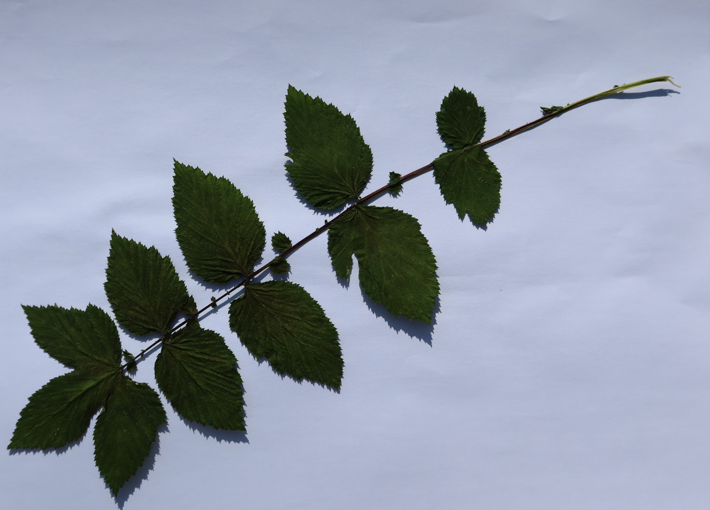 La tige séchée et aplatie selon la méthode de l’herbier, permet d’observer la foliole terminale se divisant en trois lobes, les grandes paires opposées de folioles ovales et dentées ainsi que des paires plus petites. ©Isabelle Corbex / ATMB
