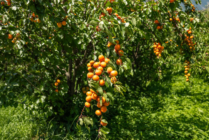 Abricots du Valais 