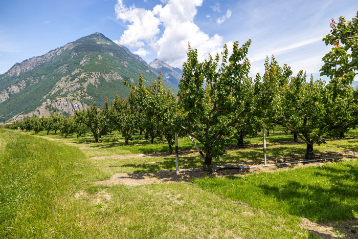 Abricots du Valais