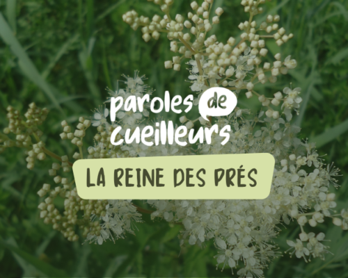 La reine-des-prés