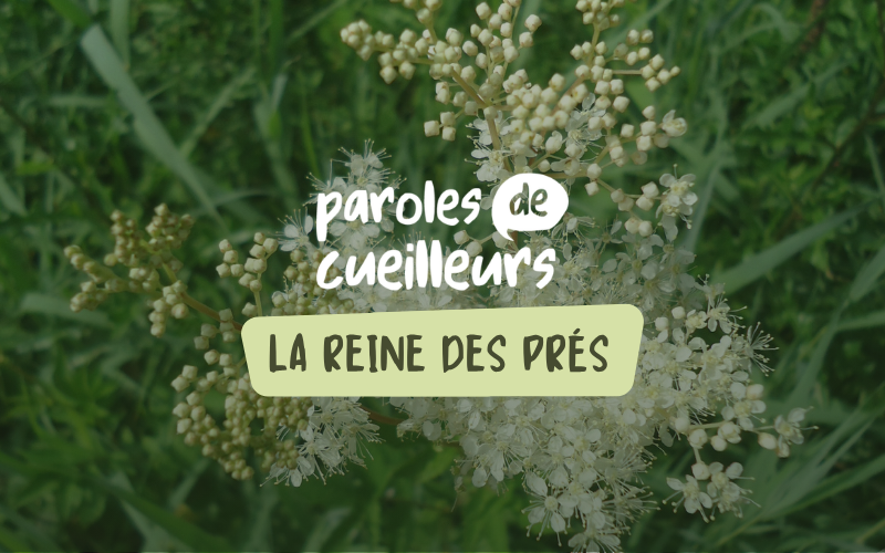 Image pour La reine-des-prés