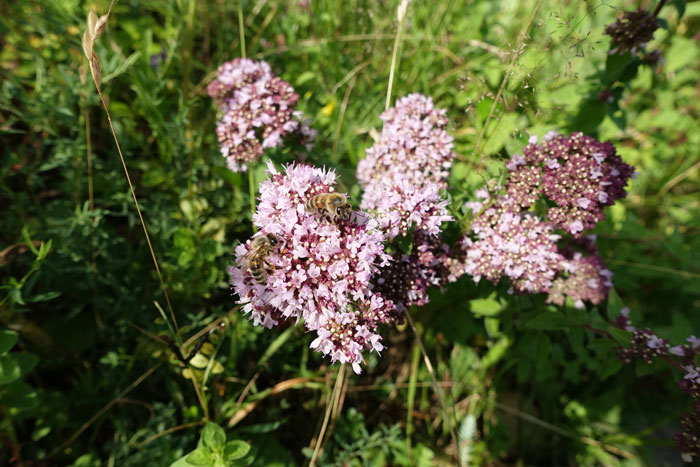 Les abeilles aiment butiner les fleurs de l’origan. ©Isabelle Corbex / ATMB