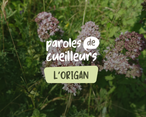 L&rsquo;origan