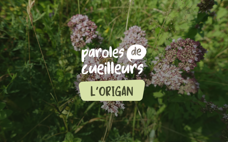 Image pour L&rsquo;origan