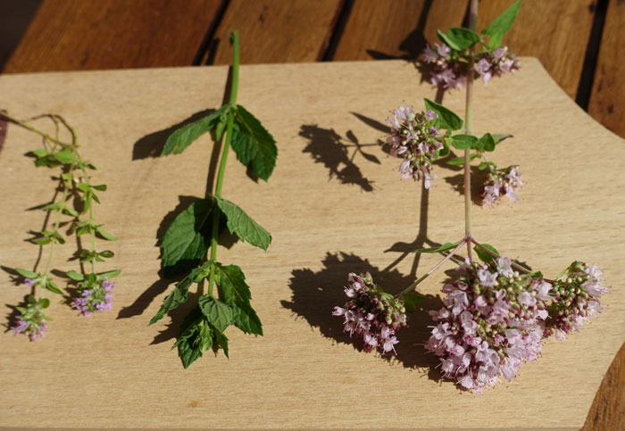 Le serpolet commun, la menthe et l’origan, utilisés en cuisine, font partie de la famille des lamiacées. ©Isabelle Corbex / ATMB