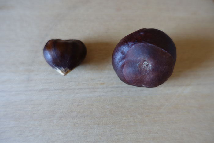 La châtaigne, à gauche, a une forme arrondie avec une petite touffe de poils au sommet. Le marron d’Inde, à droite, est beaucoup plus arrondi et sans pointe. ©Isabelle Corbex / ATMB