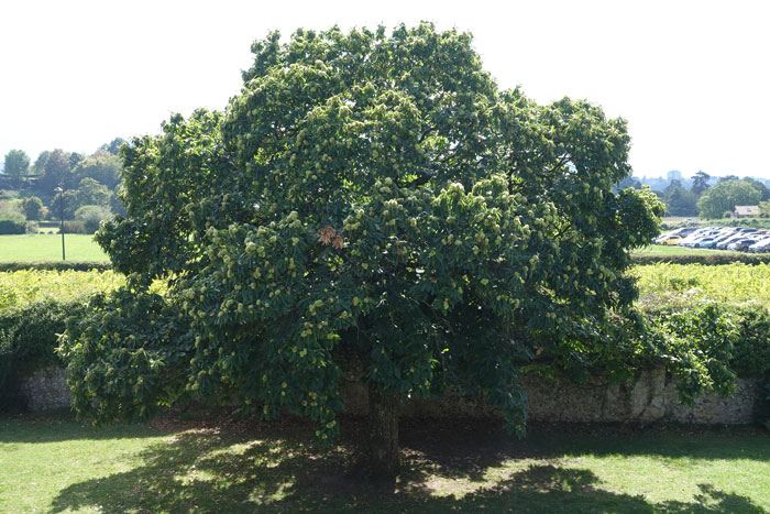 2025 : Ce châtaignier dans les jardins du château de Ripaille, à Thonon-les-Bains, permet de découvrir le port majestueux de cet arbre. ©Isabelle Corbex / ATMB
