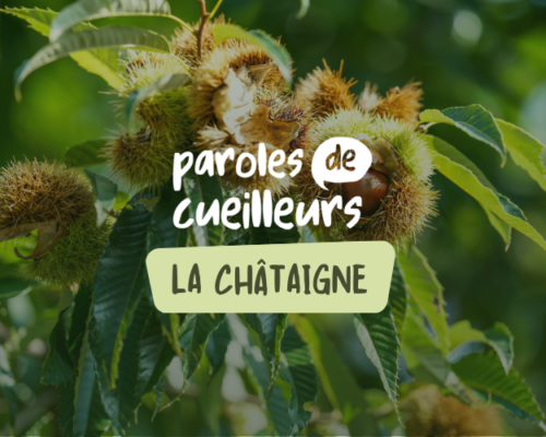 La châtaigne