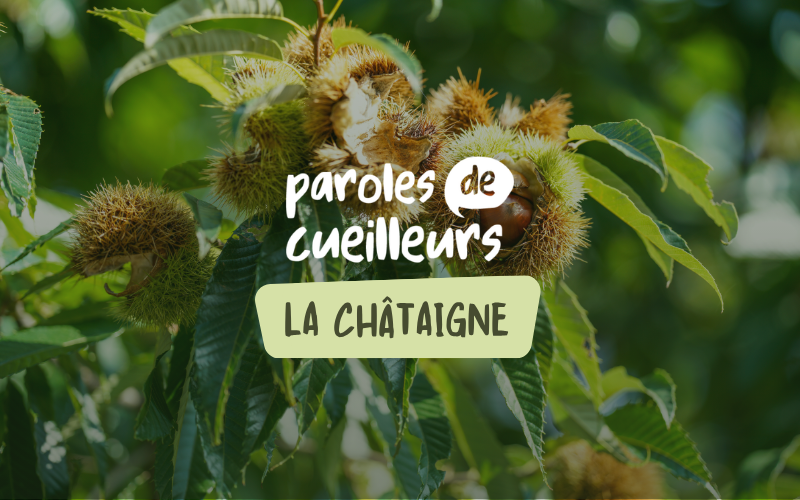 Image pour La châtaigne